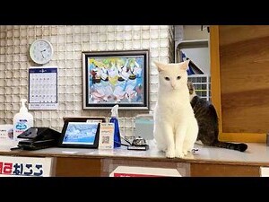 日本 貓咪